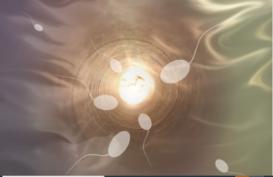 sperms