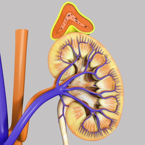 adrenal tumor